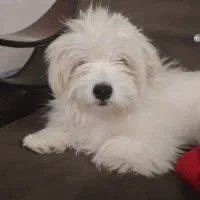 سگ پاکوتاه