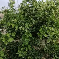 باغ شهری شیراز