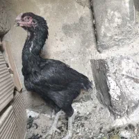 مرغ لاری اصلی افغان آلمان|حیوانات مزرعه|تهران, شهرک ابوذر|دیوار