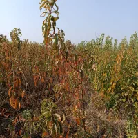 نهال حراج|گل و گیاه طبیعی|خان ببین, |دیوار