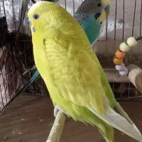 مرغ عشق نر|پرنده|تولم شهر, |دیوار