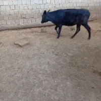 گوساله ماده