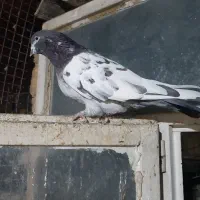 تعدادی کفتر|پرنده|اراک, |دیوار