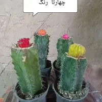 فروش زیر قیمت بازار|گل و گیاه طبیعی|لاهیجان, یوسف آباد|دیوار