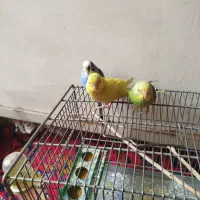 یه جفت مرغ عشق آماده تخم گذاری و یک نر مست|پرنده|ری, شهرک نظامی|دیوار