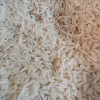 برنج هاشمی گیلان