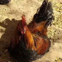 تخم مرغ نطفه دار بومی لری گلین|حیوانات مزرعه|شهرضا, |دیوار