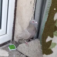 2عددکبوترماده یه نامه برقهوه ای وه یه سیاهکاکل میخ|پرنده|سنندج, |دیوار