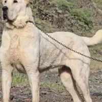 سگ خراسانی 13ماهه