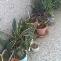 تعدادی گلدان زیبا فقط دانه ای ۶۰هزارتومان