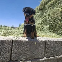 سگ توله روتوایلر ماده
