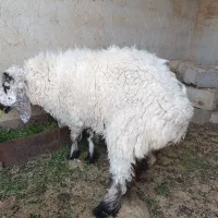 یک عدد قوچ