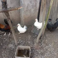 سه عدد مرغ تزئینی