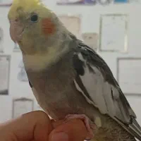 گمشده