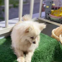 پامرانین روباهی