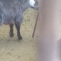 بزغاله ماده ریز قلم|حیوانات مزرعه|کمیجان, |دیوار