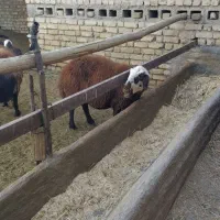میش‌وبره‌داشتی‌