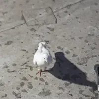دسپر انگشتر