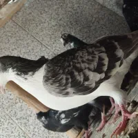 کفتر