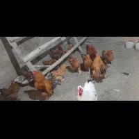 مرغ و خروس برهما و امپراتور|حیوانات مزرعه|آبسرد, |دیوار