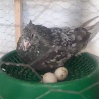 کفتر هفت رنگ دم سفیدوزرد دم سفیدجفت|پرنده|مشهد, امیر المومنین|دیوار