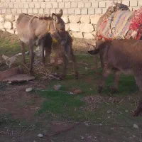 شیر الاغ تازه ترتمیز