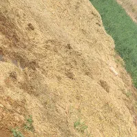 یونجه
