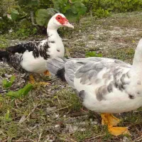 اردک خارجی گوشتی