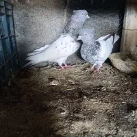 کبوتر|پرنده|سیمین شهر, |دیوار