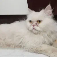 گربه پرشین عروسک خانم
