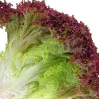 کاهو فرانسوی