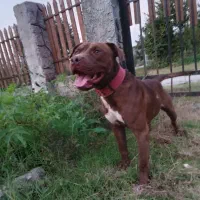 سگ پیتبول|سگ|قائمشهر, |دیوار