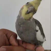 عروس هلندی سینامون|پرنده|شوش, |دیوار