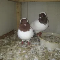 کبوتر طوقی .پرستویی. چپ .شصتی .پروازی همجوره|پرنده|لشت نشا, |دیوار