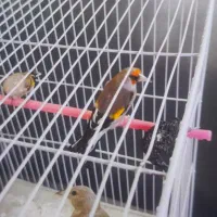 سهره  اهوازی و جوجه سهره