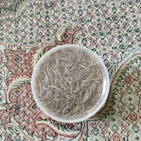 کرم میلورم خشک شده