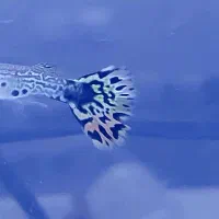 گوپی تایگر هالفمون|ماهی|اصفهان, شهرک ولیعصر|دیوار