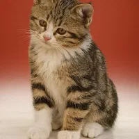 واگذاری گربه