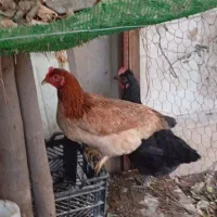 مرغ تخم گذار