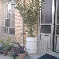 درخت خرما|گل و گیاه طبیعی|عجب شیر, |دیوار