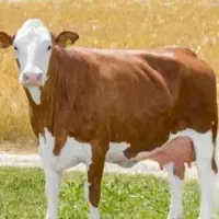 معاوضه ماشین با گاو یا گوساله