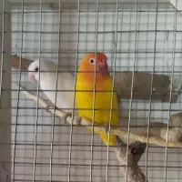 طوطی برزیلی