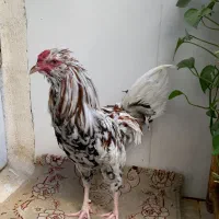 خروس گلین اصیل