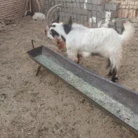 نربز فروشی|حیوانات مزرعه|پاکدشت, پاکدشت (مامازند)|دیوار