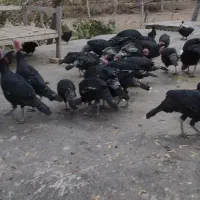 تعداد 20عدد بوقلمون جوان|حیوانات مزرعه|محمدیه-قزوین, |دیوار