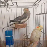 عروس هلندی نر و ماده|پرنده|رباطکریم, نصیرشهر|دیوار