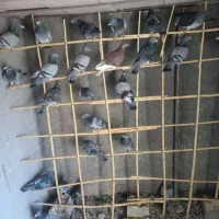 کبوتر پرشی|پرنده|سبزوار, ابارش|دیوار