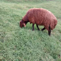 فروش قوچ|حیوانات مزرعه|گرمی, |دیوار