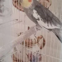 پرنده|پرنده|کرباسک, |دیوار