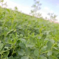 بذر یونجه|خدمات باغبانی و درختکاری|سیمینه, |دیوار